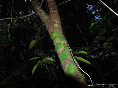 Ficus villosa, photographed by Samuel Lee