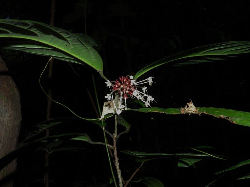 Clerodendrum deflexum, photographed by Samuel Lee