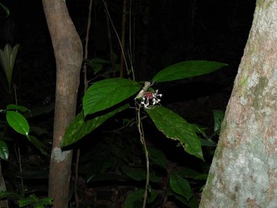 Clerodendrum deflexum, photographed by Samuel Lee