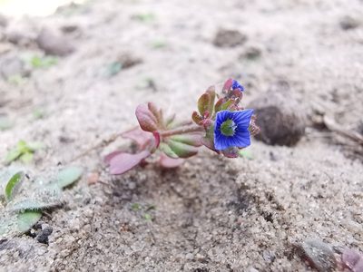 Veronica triphyllos, photographed by Alexis Tinker-Tsavalas