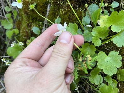 Ranunculus hystriculus, photographed by Justin Felder
