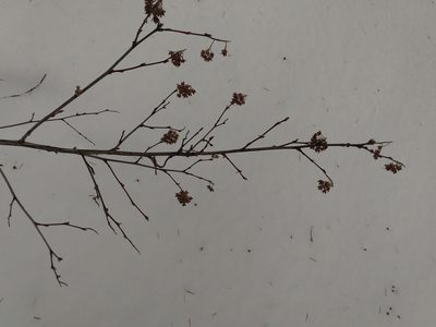 Physocarpus malvaceus, photographed by John Powers