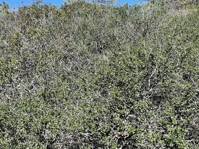 Ceanothus verrucosus, photographed by Henrik Kibak