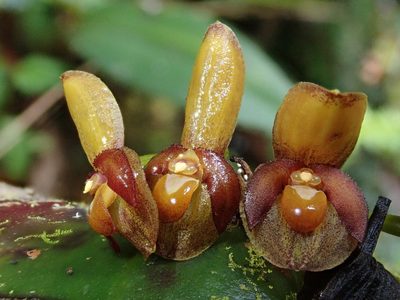 Pleurothallis cordata, photographed by Nolan Exe