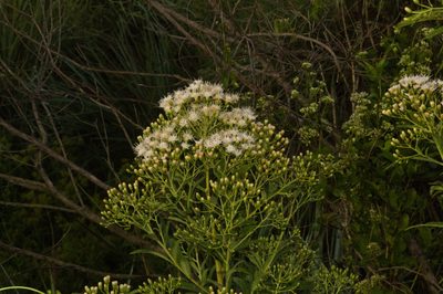 Vernonanthura tweedieana, photographed by Fernando Sessegolo