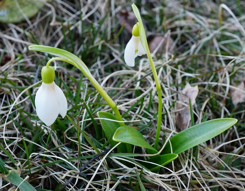 Galanthus woronowii, photographed by Patrick Hacker