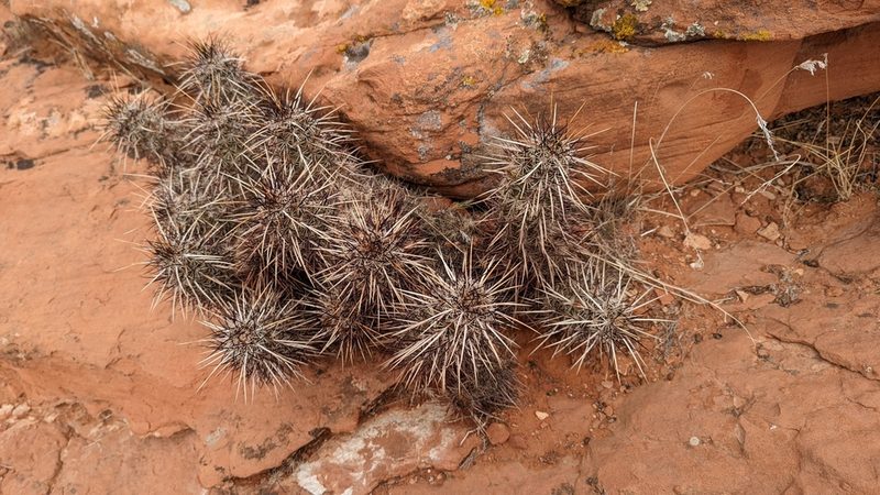 Echinocereus relictus, photographed by Andrew Dudley