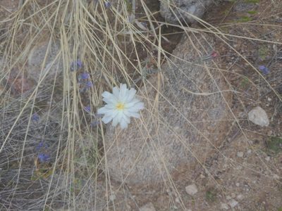 Rafinesquia neomexicana, photographed by Bruce Hartman