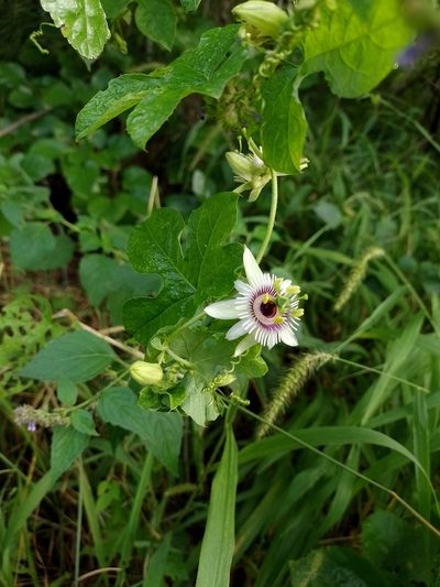 Passiflora morifolia, photographed by Tomás Carranza Perales