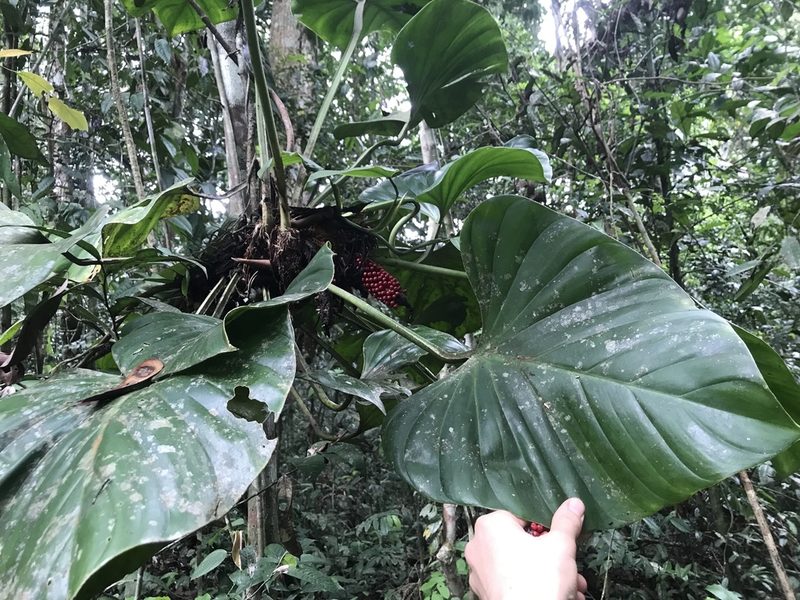 Philodendron fragrantissimum, photographed by fern Wildtruth