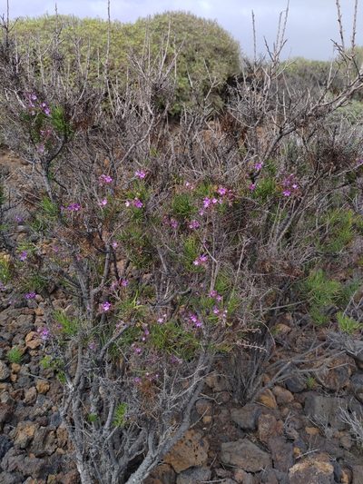 Campylanthus salsoloides, photographed by Christina s.l.