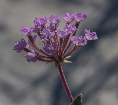 Abronia angustifolia, photographed by Mike Duran