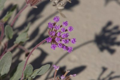 Abronia angustifolia, photographed by Mike Duran