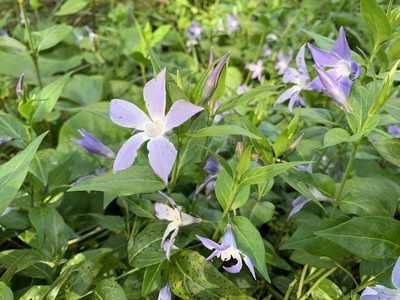 Vinca difformis, photographed by pavlaki1968