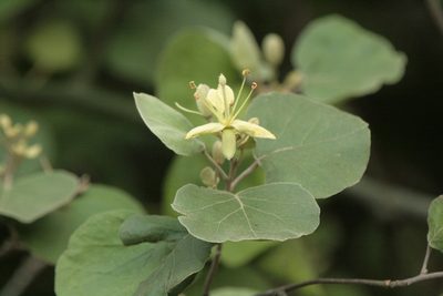 Morisonia tweedieana, photographed by Patricio Cowper Coles