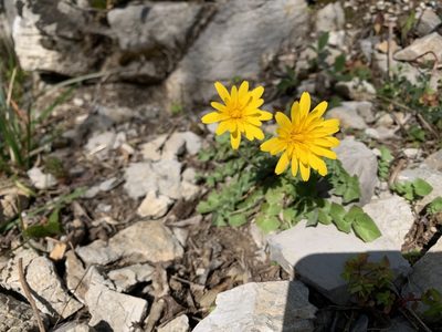 Hyoseris radiata, photographed by pavlaki1968