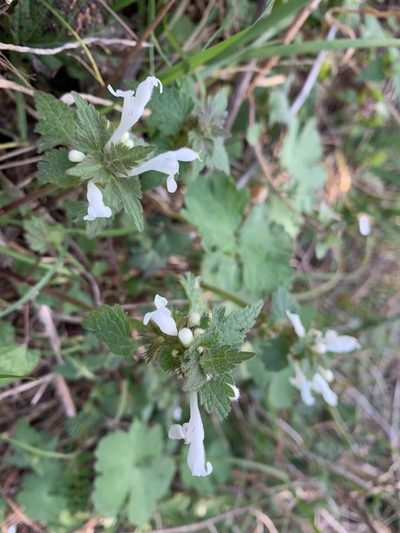 Lamium bifidum, photographed by pavlaki1968