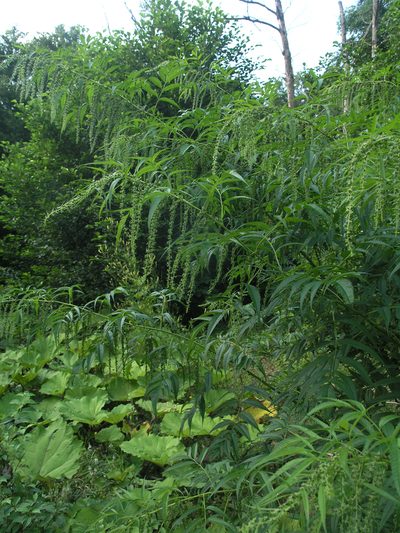 Datisca cannabina, photographed by Oleg Kosterin