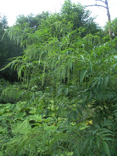 Datisca cannabina, photographed by Oleg Kosterin