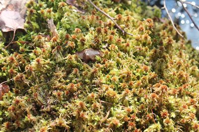Sphagnum palustre, photographed by Violet T.