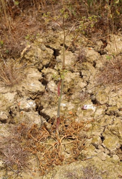 Ferula caspica, photographed by Anton Popovich