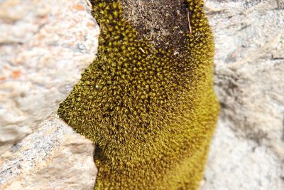 Trichostomum brachydontium, photographed by Tony Rebelo