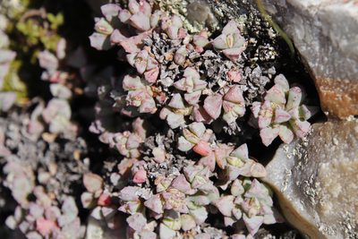 Oscularia deltoides, photographed by Tony Rebelo