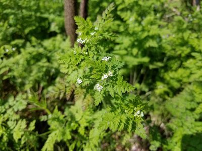 Chaerophyllum tainturieri, photographed by Leila Dasher
