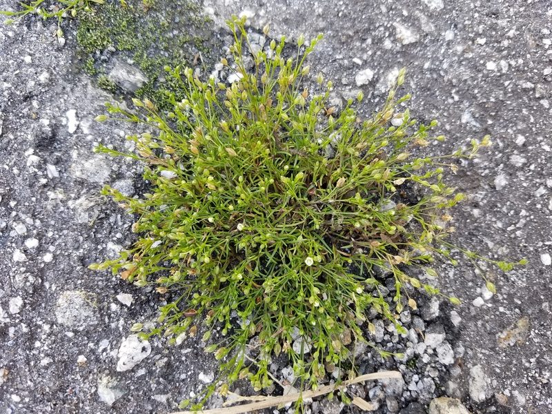 Sagina decumbens, photographed by Leila Dasher
