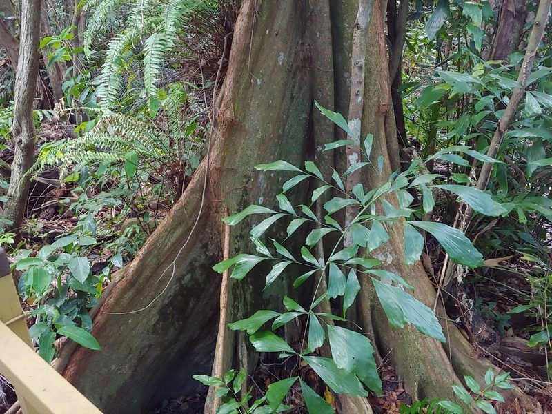 Pterocarpus officinalis, photographed by Kurt Miller