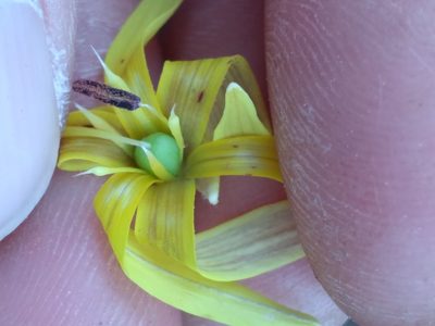 Erythronium umbilicatum, photographed by Scott Ward