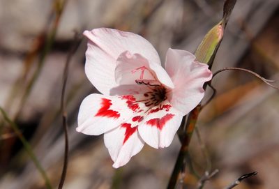 Gladiolus debilis, photographed by Tony Rebelo