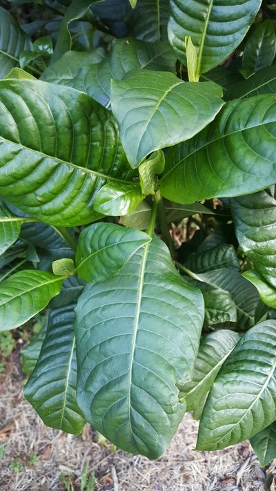 Psychotria zombamontana, photographed by Riley Pollom