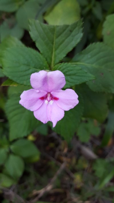 Impatiens sylvicola, photographed by Riley Pollom