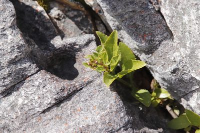 Teedia lucida, photographed by Tony Rebelo
