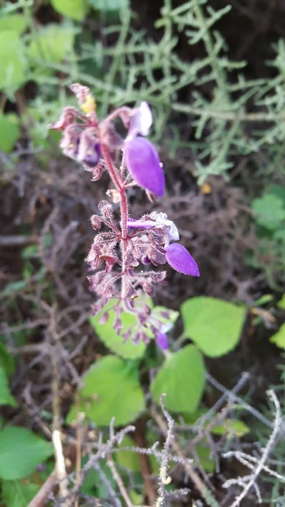 Coleus bojeri, photographed by Riley Pollom