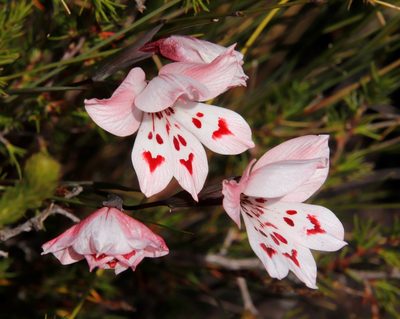 Gladiolus debilis, photographed by Tony Rebelo