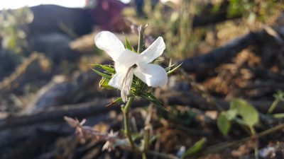 Barleria elegans, photographed by Riley Pollom