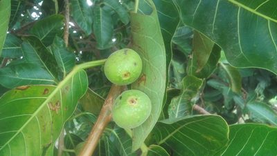 Ficus crocata, photographed by Tereso Hernández Morales