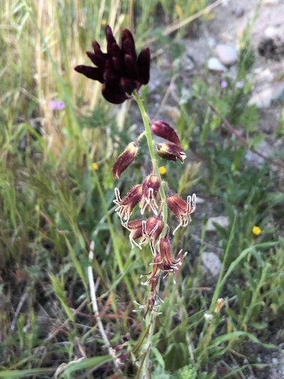Streptanthus coulteri, photographed by Lightning Star Sky / Skyler Noah Wall