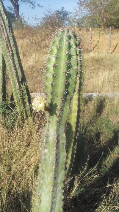 Stenocereus pruinosus, photographed by Tereso Hernández Morales