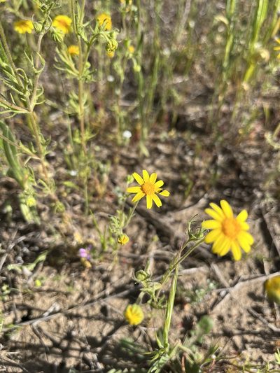 Lasthenia coronaria, photographed by Rachel Allingham