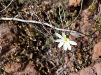 Rafinesquia neomexicana, photographed by Grant Mullen