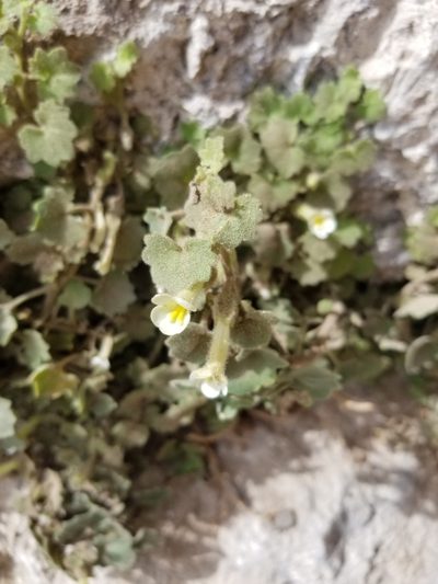 Mabrya acerifolia, photographed by Grant Mullen