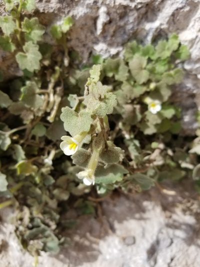 Mabrya acerifolia, photographed by Grant Mullen