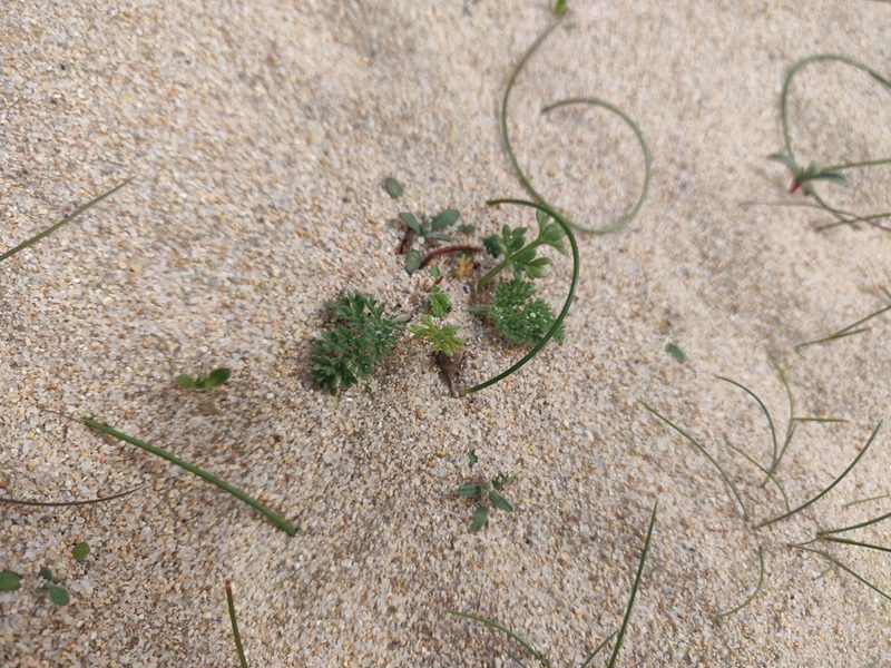 Daucus pumilus, photographed by Davide Puddu