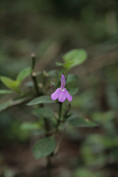 Justicia goudotii, photographed by Patricio Cowper Coles