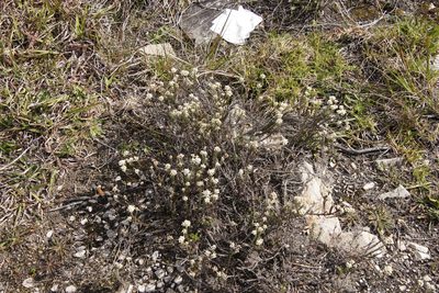 Helichrysum teretifolium, photographed by Tony Rebelo
