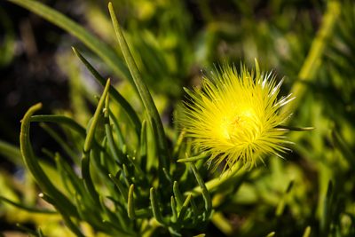 Conicosia pugioniformis, photographed by Melissa McMasters