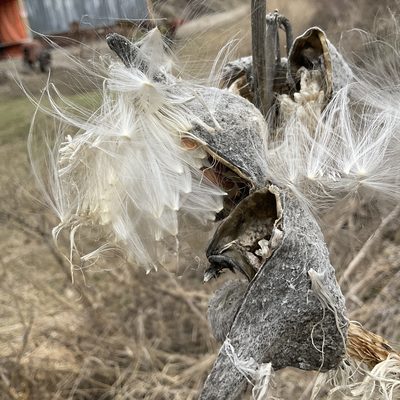 Asclepias speciosa, photographed by Daryl Nolan